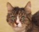Happy Tales Pet of the Week: GARFIELD #0294