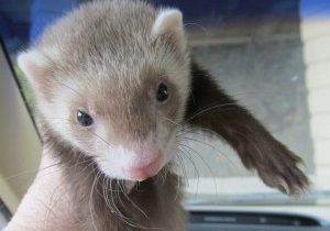 UNUSUAL PETS—FERRETS (PART ONE)