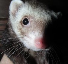 FERRET-PROOFING YOUR HOME