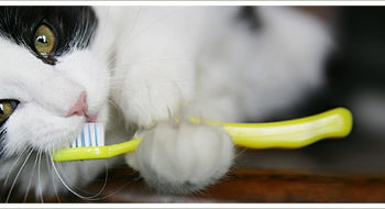 Ten Steps to Dental Health for Your Cat!