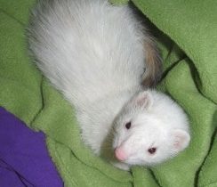 MY FOSTER FERRET