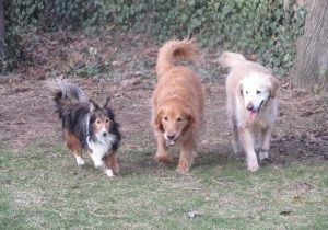 DOG PARK SAFETY