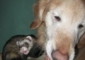 FERRETS — PART TWO