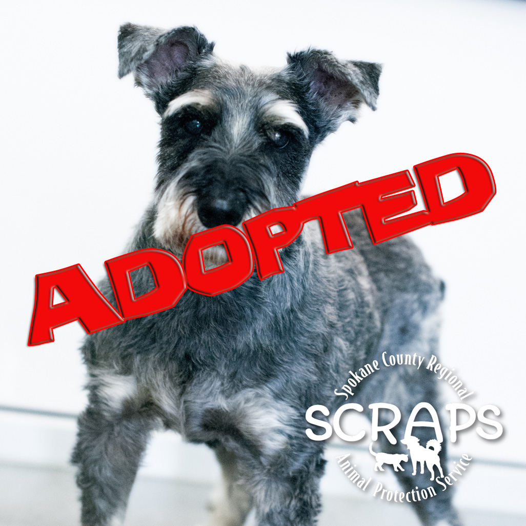 boris adopted