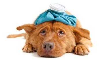 Preventable Pet Health Issues