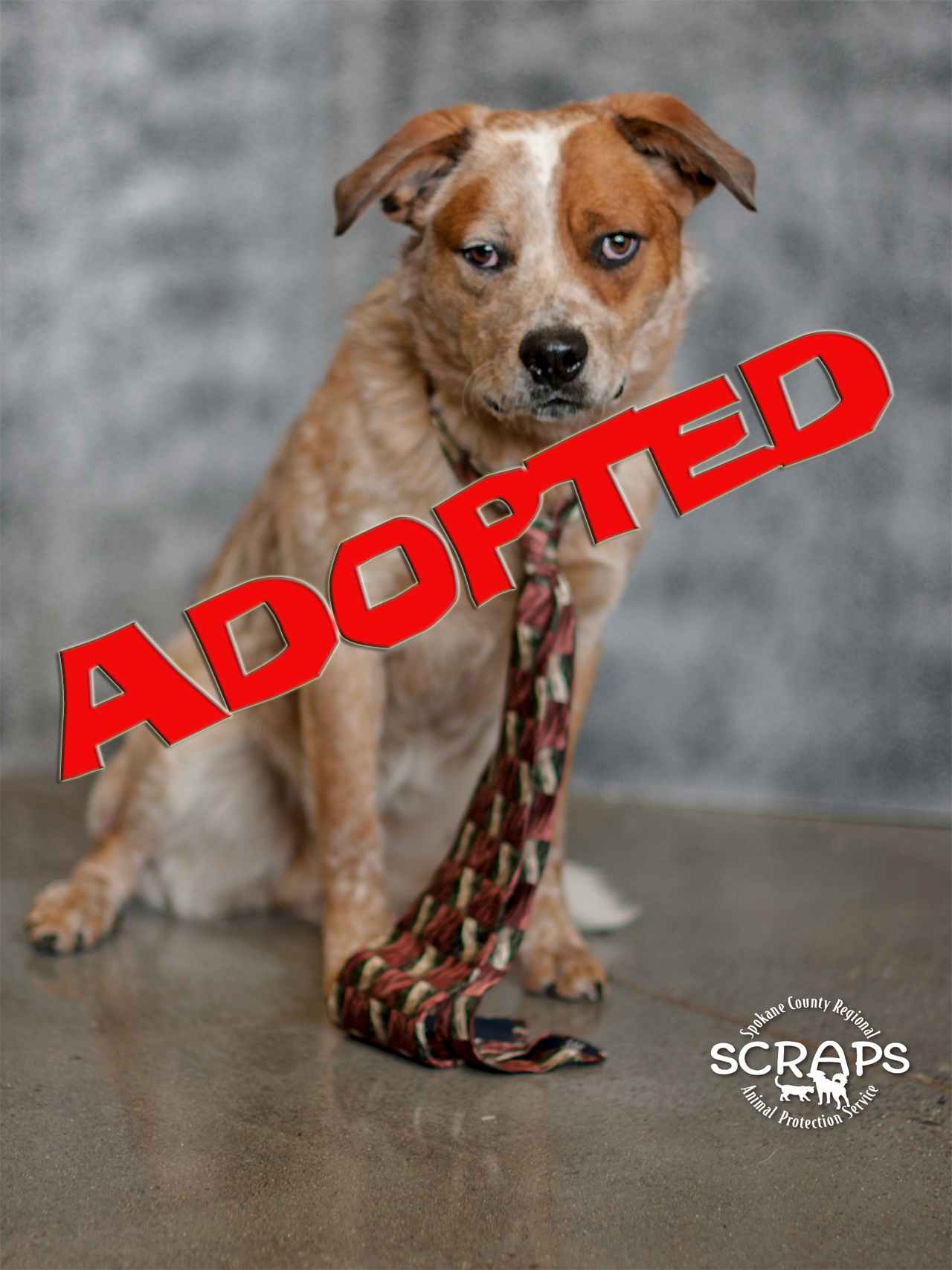 red adopted