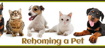 A Guide to Rehoming a Pet