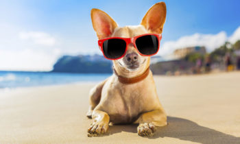 8 Quick Tips to Have a Safe Summer with Your Pets