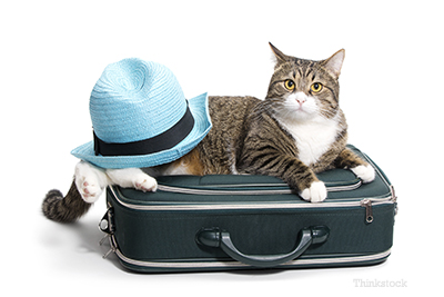 travelingpets2