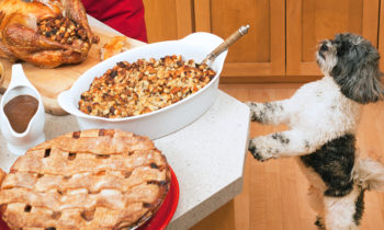 Talking Turkey – Thanksgiving Safety for Your Pets