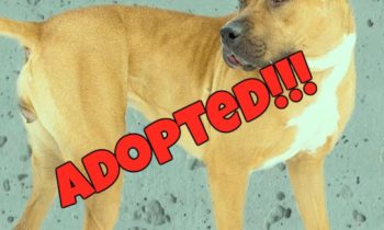 Happy Tales Adoptable Featured Pet – Cinder #9565