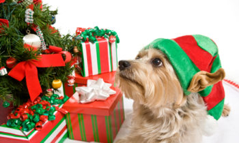 Holiday Hazards for Pets