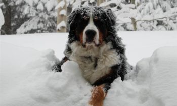 Ten Tips to Keep Your Pets Safe in Winter