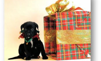 Are Pets as Presents a Good Idea?