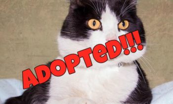 Happy Tales Adoptable Featured Pet – Olaf #0109