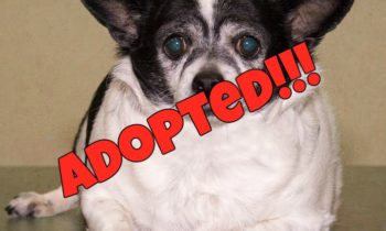 Happy Tales Featured Adoptable Pet – Petunia #10061