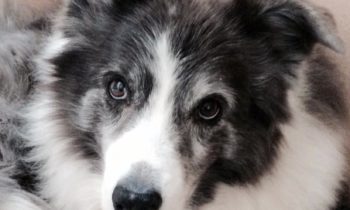 CANINE COGNITIVE DYSFUNCTION—QUESTIONS