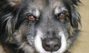 CANINE COGNITIVE DYSFUNCTION—WHAT CAN I DO?