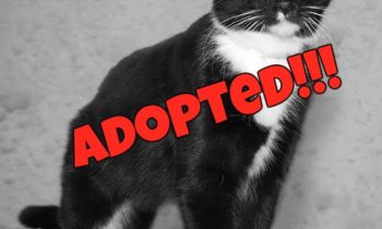 Happy Tales Featured Adoptable Pet – Tabitha #1652