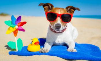 July Pet Safety Tips – July Fourth and Beyond