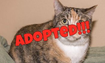 Happy Tales Adoptable Featured Pet – Harriet #3184