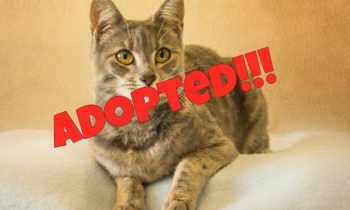 Happy Tales Adoptable Featured Pet – MUNA #4842