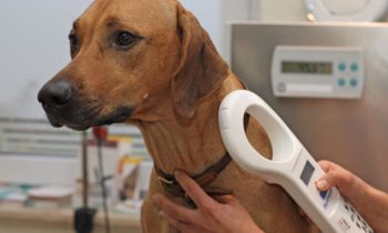 The Importance of Microchipping Your Pet