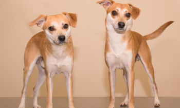 Happy Tales Adoptable Pets of the Week: Cuff & Link