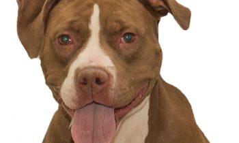 Happy Tales Adoptable Pet of the Week – Ginger #06881