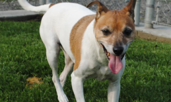 Happy Tales Adoptable Pet of the Week – Maizey #6176