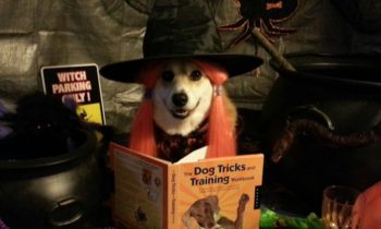 HAPPY HALLOWEEN FOR PETS