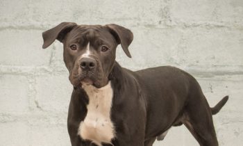 Happy Tales Adoptable Pet of the Week – Aries #7698