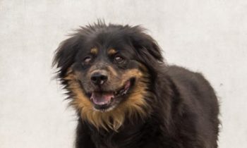 Happy Tales Adoptable Pet of the Week: Daisy #8325