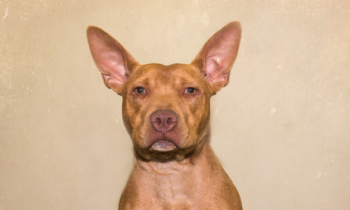 Happy Tales Adoptable Pet of the Week: Freddy #8176