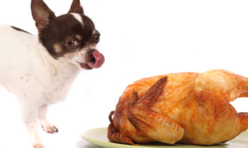 Thanksgiving Safety for Your Pet