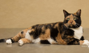 Happy Tales Adoptable Pet of the Week – Bandita #7945