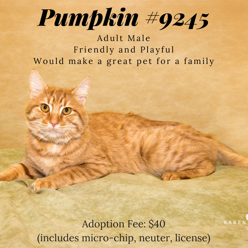 Pumpkin #9245 (1)