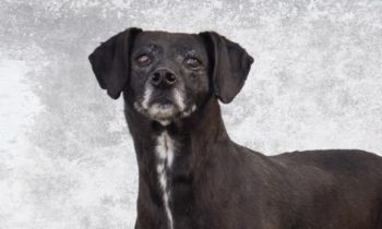 Happy Tales Adoptable Pet of the Week – Olive #9127