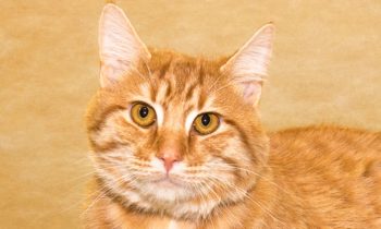 Happy Tales Adoptable Pet of the Week – Pumpkin #9245