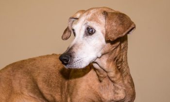 Love is Ageless – Adopt a Senior Pet from SCRAPS