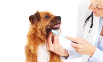 5 Signs It’s Time to Take Your Pet in for a Dental Exam