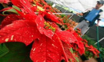 Poinsettia a Christmas plant with a rich, and lucrative, history