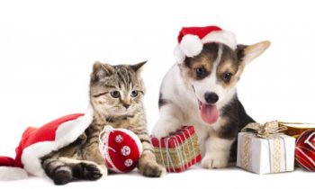 Pets as Presents – Not Always a Great Idea