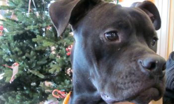 Happy Tales Adoptable Pet of the Week – Prancer #9711