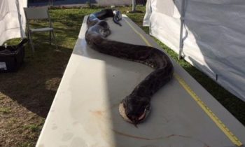 Python hunter kills monster 17-foot snake in Florida Everglades, sets new record