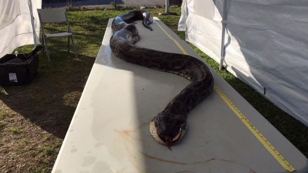 Python hunter kills monster 17-foot snake in Florida Everglades