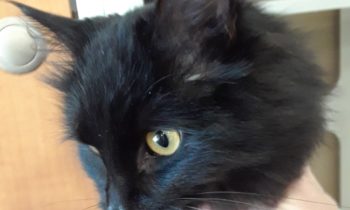 Happy Tales Adoptable Pet of the Week – Midnight #0014