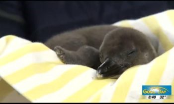 Video-Wisconsin Zoo’s New Arrival