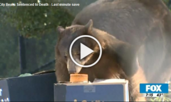 City Bears Sentenced to Death – Last Minute Save