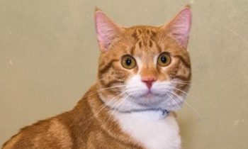 Happy Tales Adoptable Pet of the Week – Timmy #0288